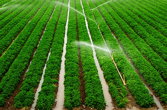 Surface irrigation services in Meridian